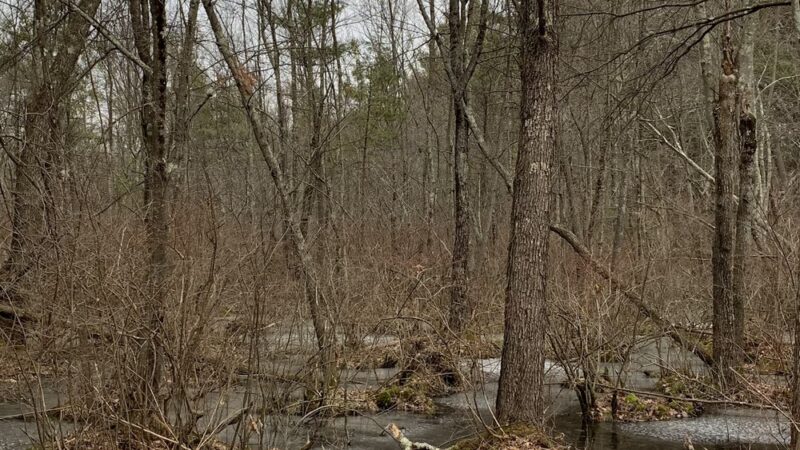 Mill Road Conservation Area - East Longmeadow, MA