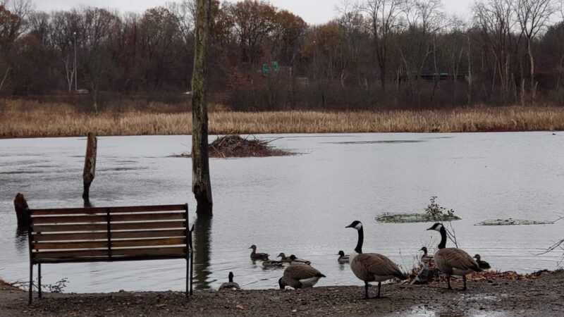 Mill Road Conservation Area - East Longmeadow, MA