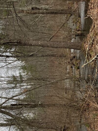 Mill Road Conservation Area - East Longmeadow, MA