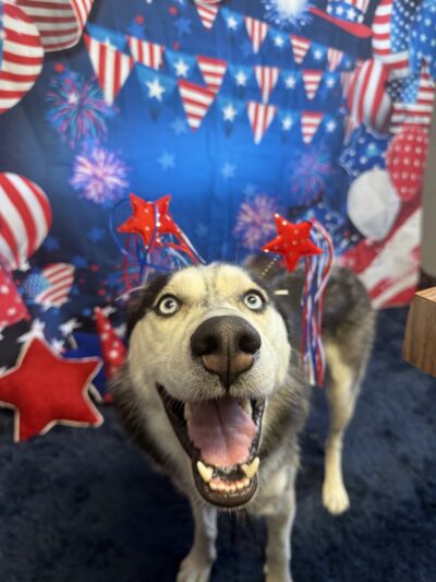 Porter Road Pet Care, Inc. - East Longmeadow, MA