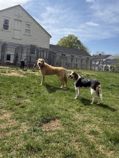 Porter Road Pet Care, Inc. - East Longmeadow, MA