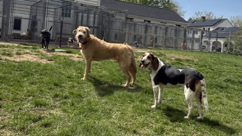 Porter Road Pet Care, Inc. - East Longmeadow, MA