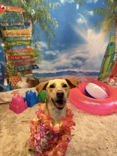 Porter Road Pet Care, Inc. - East Longmeadow, MA