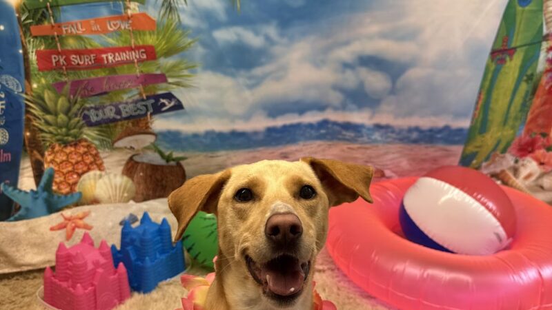 Porter Road Pet Care, Inc. - East Longmeadow, MA