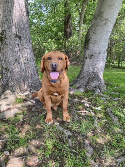 Porter Road Pet Care, Inc. - East Longmeadow, MA