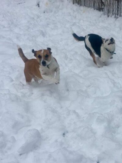 East Otto Country Kennels - East Otto, NY