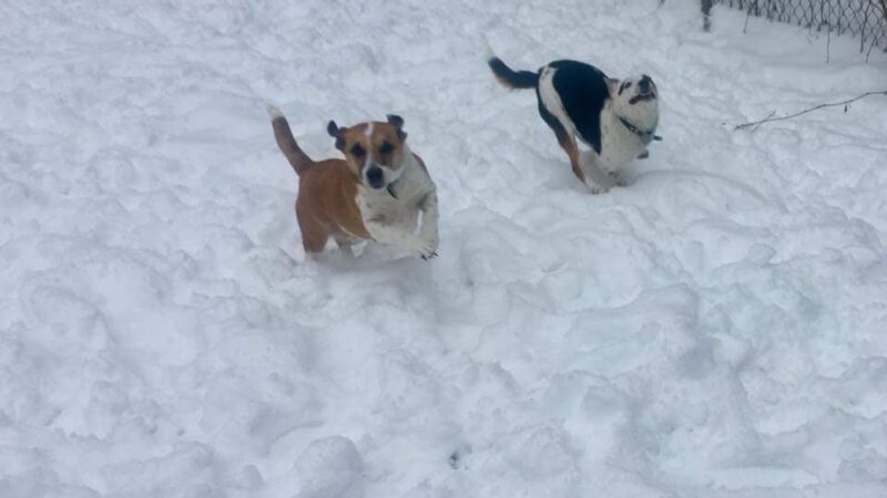 East Otto Country Kennels - East Otto, NY