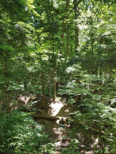 East Otto State Forest Campground - East Otto, NY