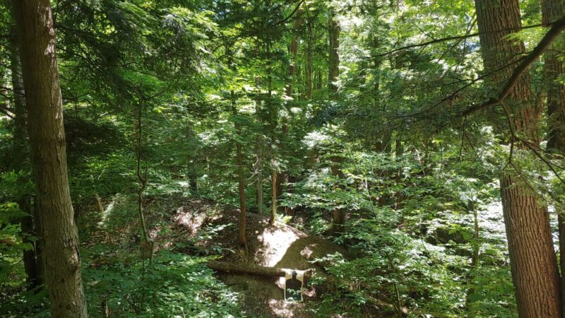East Otto State Forest Campground - East Otto, NY