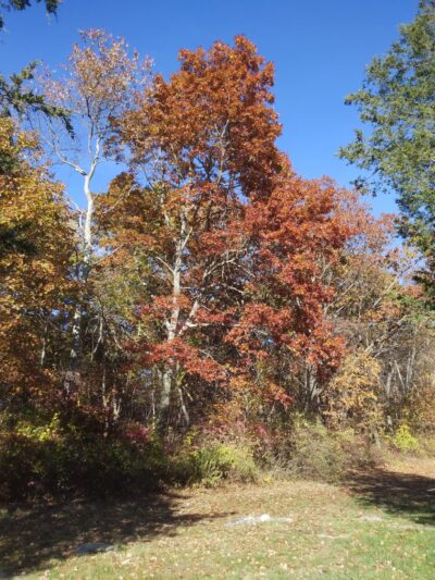 Paine Open Space - Easton, CT