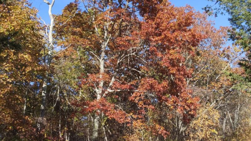 Paine Open Space - Easton, CT