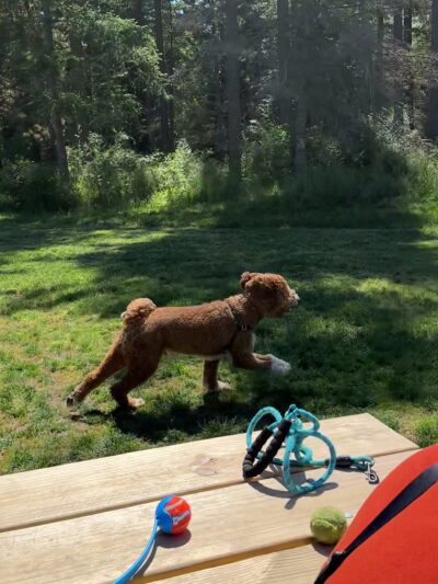 Dog Park - Eastsound, WA