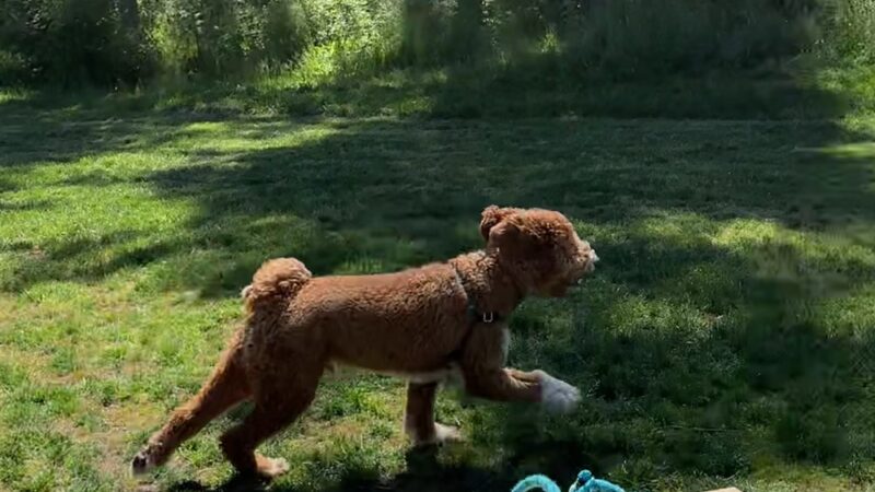 Dog Park - Eastsound, WA
