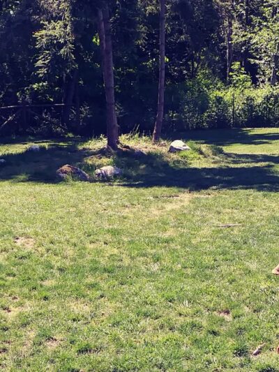 Dog Park - Eastsound, WA