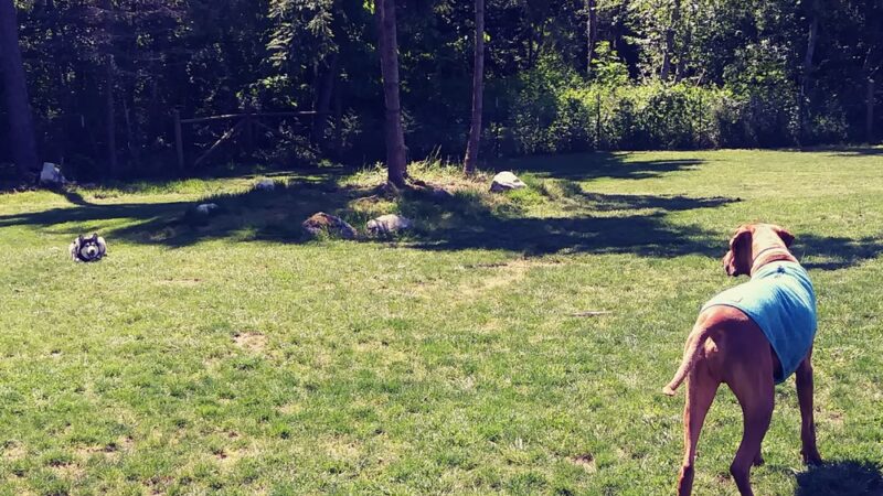 Dog Park - Eastsound, WA