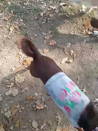 Eaton Bark Park - Eaton, OH