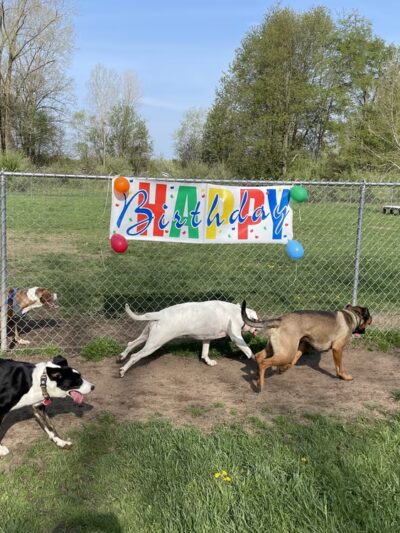 Island City Dog Park - Eaton Rapids, MI