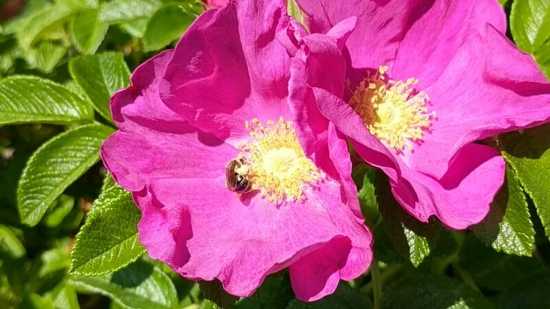 Dogwood Park - Eatonville, WA