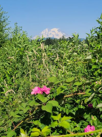 Dogwood Park - Eatonville, WA