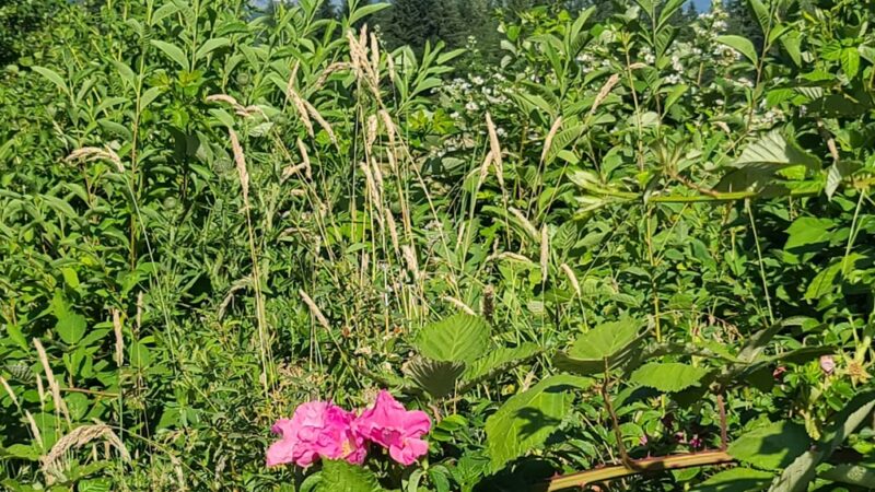 Dogwood Park - Eatonville, WA