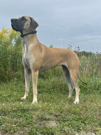 Edge of Eden Kennels - Eden, NY