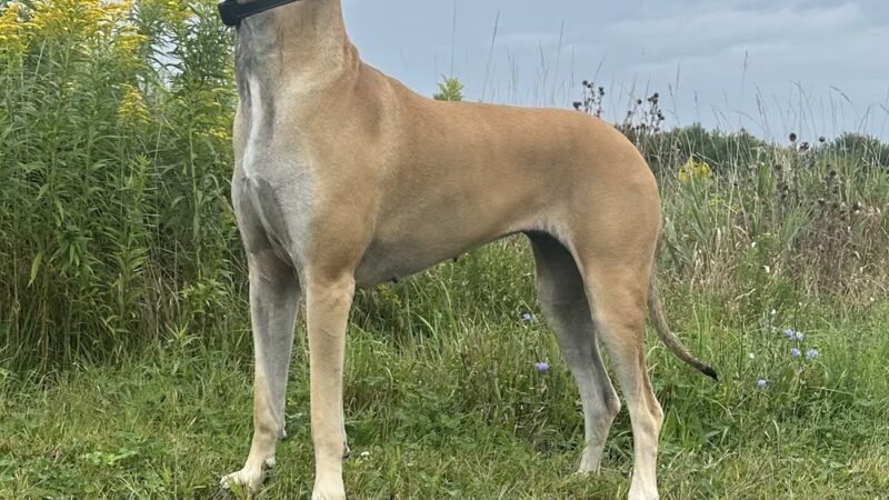 Edge of Eden Kennels - Eden, NY