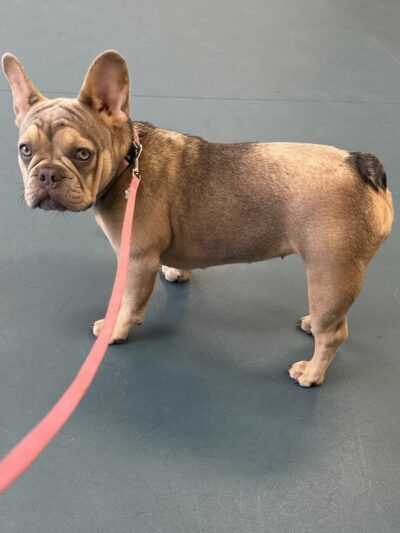 Edge of Eden Kennels - Eden, NY