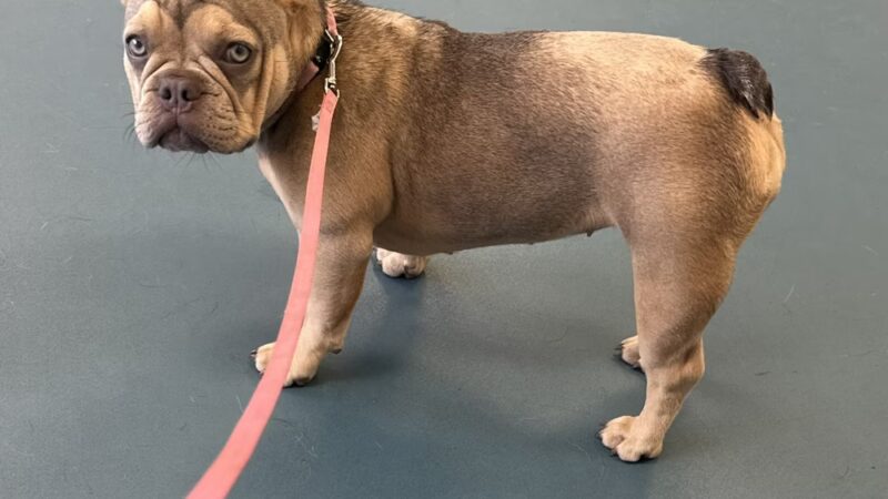 Edge of Eden Kennels - Eden, NY