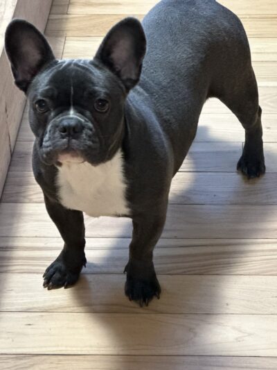 Edge of Eden Kennels - Eden, NY