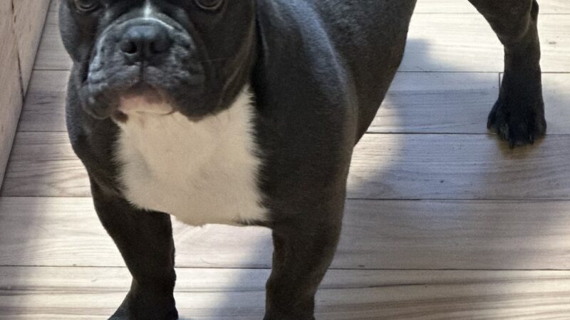 Edge of Eden Kennels - Eden, NY