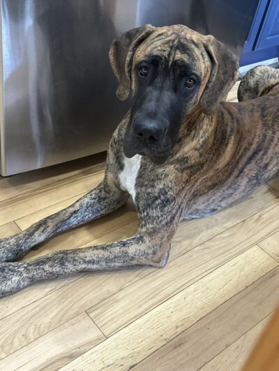 Edge of Eden Kennels - Eden, NY