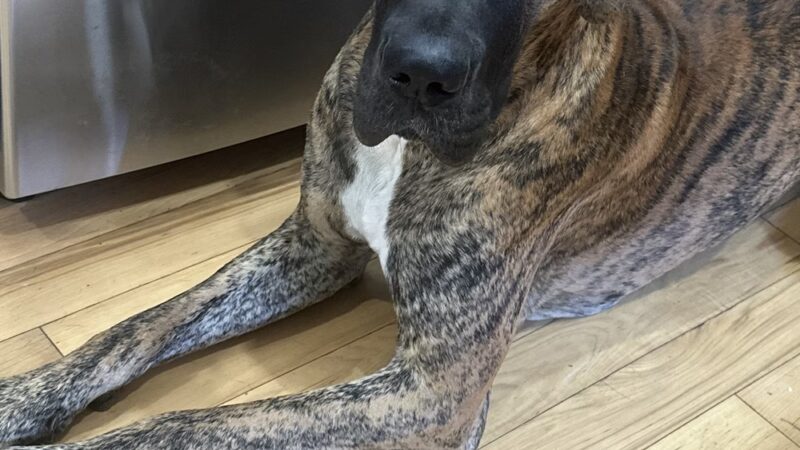 Edge of Eden Kennels - Eden, NY