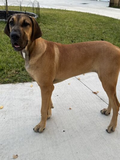 Edge of Eden Kennels - Eden, NY