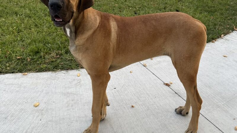 Edge of Eden Kennels - Eden, NY