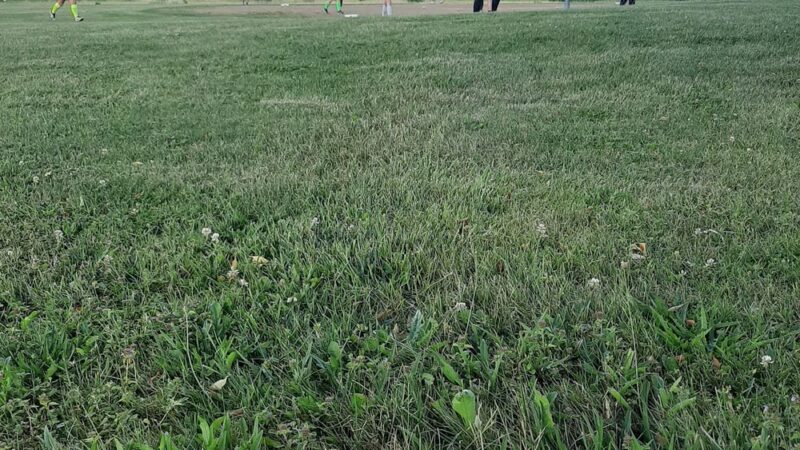 Gorcica Field - Eden, NY
