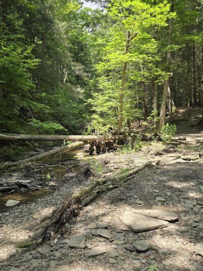 Larkin Woods/Franklin Gulf County Park Trailhead - Eden, NY