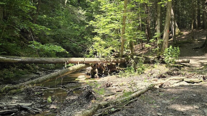 Larkin Woods/Franklin Gulf County Park Trailhead - Eden, NY