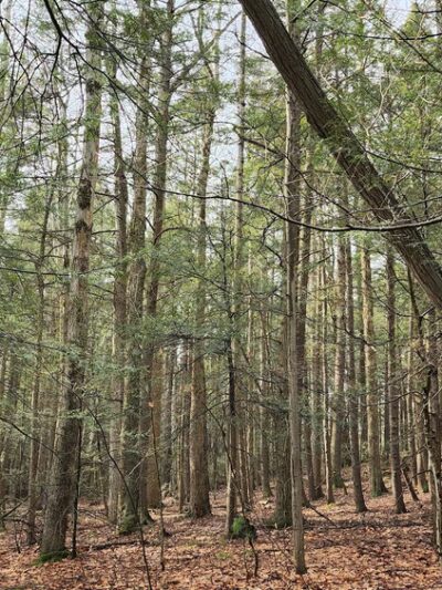 Larkin Woods/Franklin Gulf County Park Trailhead - Eden, NY