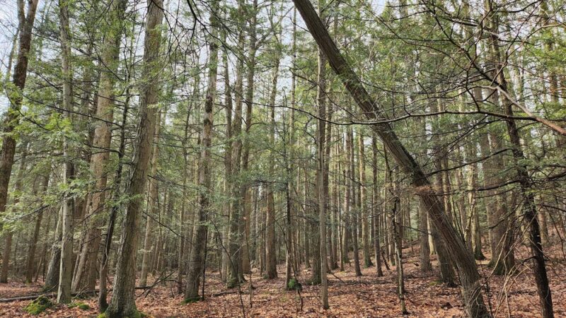 Larkin Woods/Franklin Gulf County Park Trailhead - Eden, NY