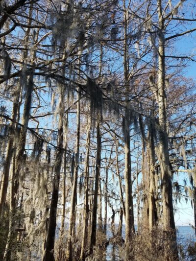 Cape Colony Park - Edenton, NC