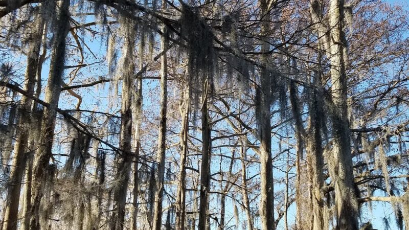 Cape Colony Park - Edenton, NC
