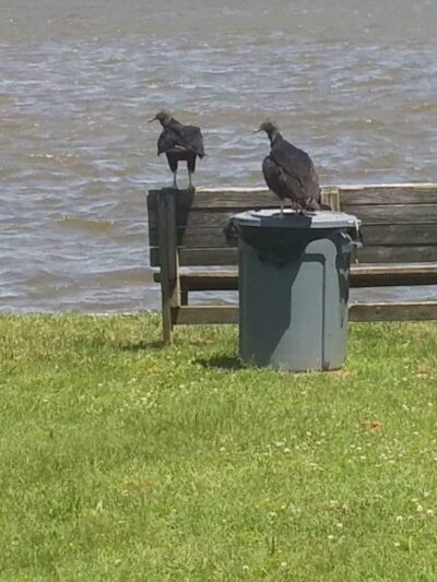 Lynch Point Park - Edgemere, MD