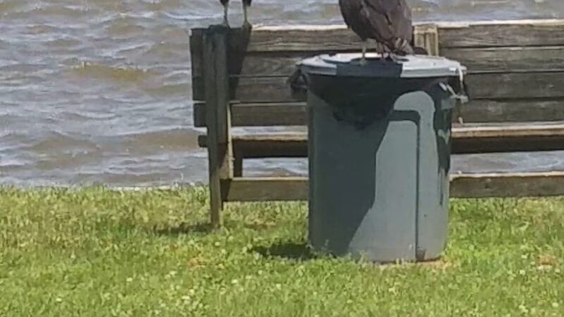 Lynch Point Park - Edgemere, MD
