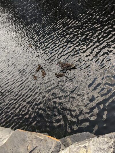 Edina Promenade (Walking, Biking) - Edina, MN