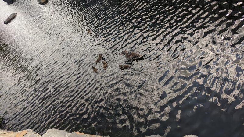 Edina Promenade (Walking, Biking) - Edina, MN