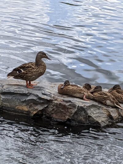 Edina Promenade (Walking, Biking) - Edina, MN