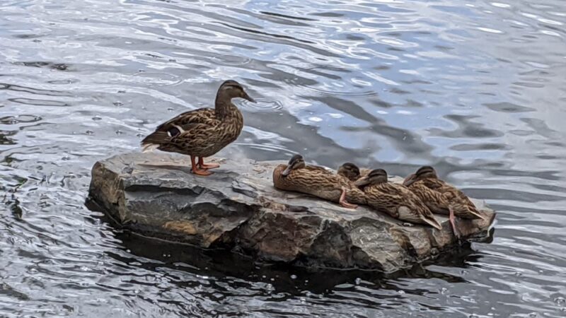 Edina Promenade (Walking, Biking) - Edina, MN