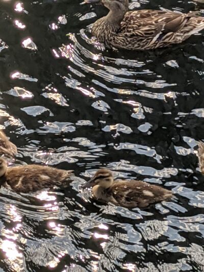 Edina Promenade (Walking, Biking) - Edina, MN