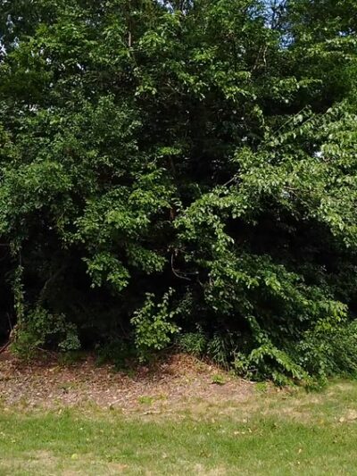 Fred Richards Park - Edina, MN