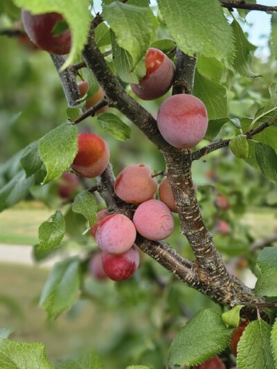 Fred Richards Park - Edina, MN